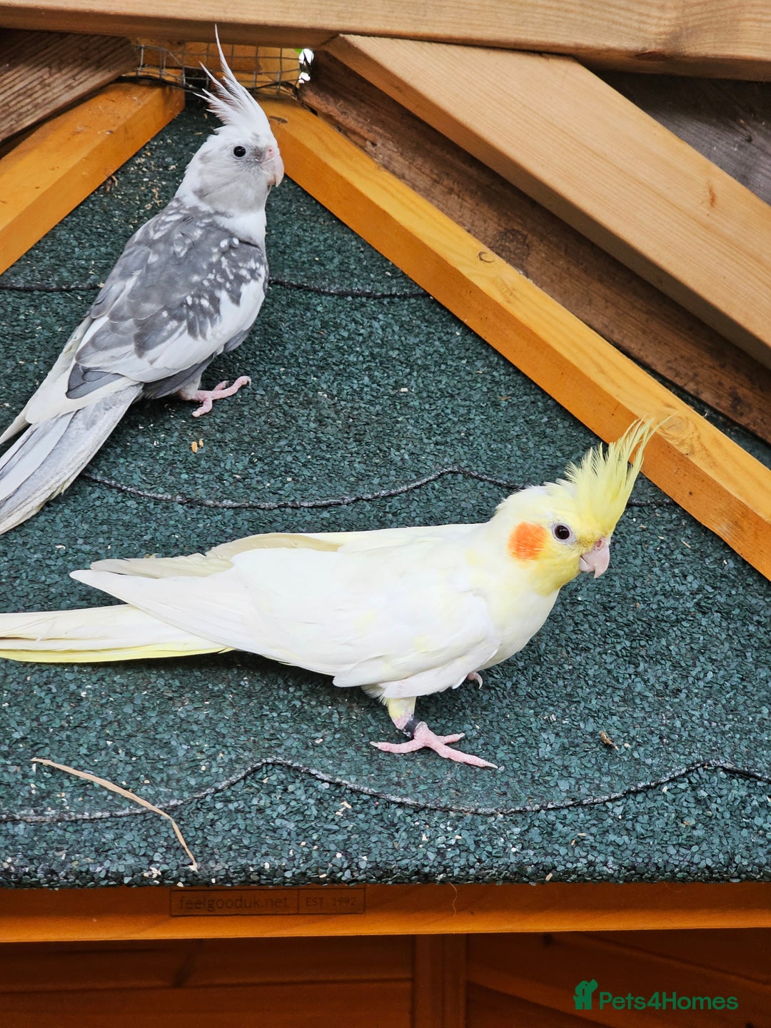 Cockatiels birds for sale: Pair of cockatiels. Female lutino, male grey pearl - Image 3