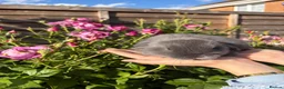 Mini Lop rabbits for sale: 💫🌼MINI LOP BUNNIES🌼💫 - Advert 12