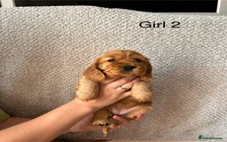 Cocker Spaniel dogs for sale: Golden English Show Cocker Spaniel puppies - Image 24