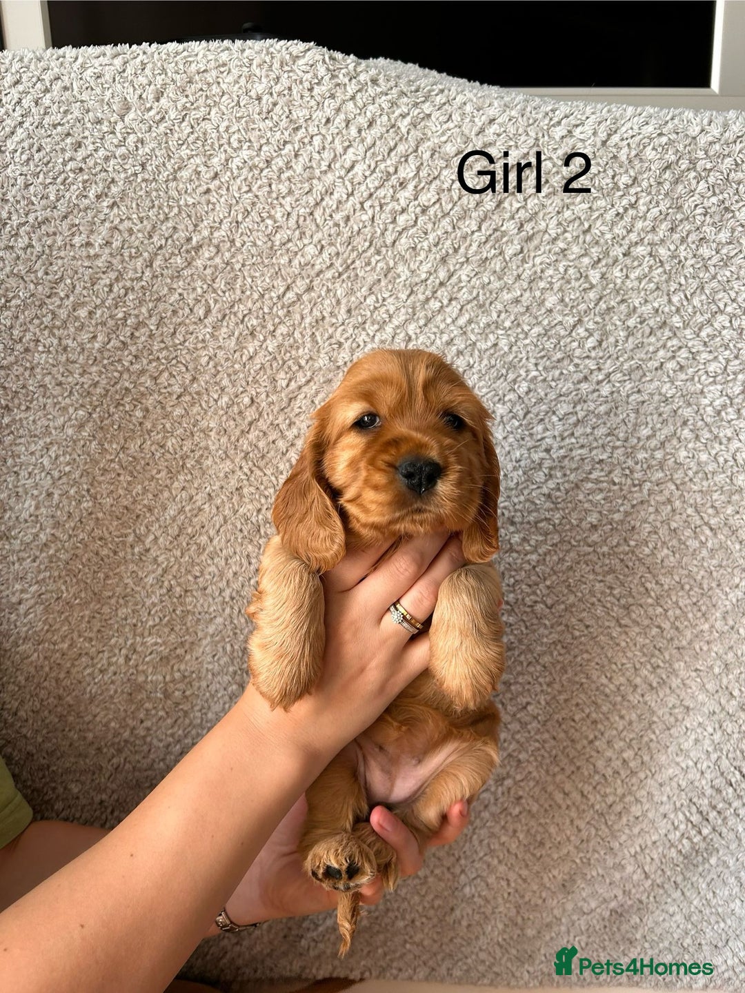 Cocker Spaniel dogs for sale: Golden English Show Cocker Spaniel puppies - Image 24