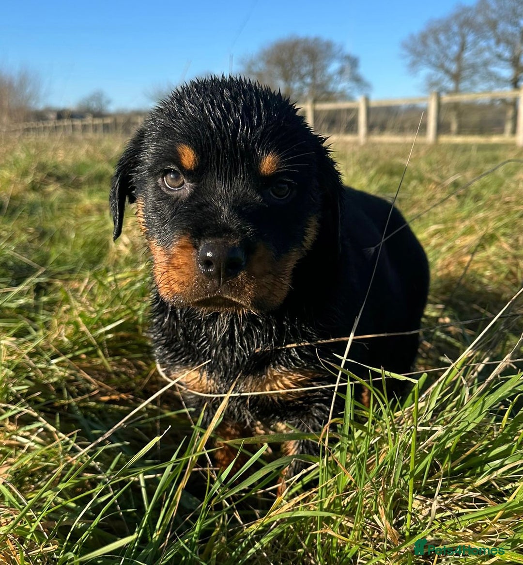 Rottweiler dogs for sale: Stunning chunky Rottweiler puppies - Advert 29