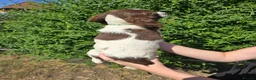 English Springer Spaniel dogs for sale: 7 Springer Spaniel Puppies ready for collection  - Advert 6