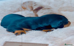 Dachshund dogs for sale: Dachshund  - Image 10