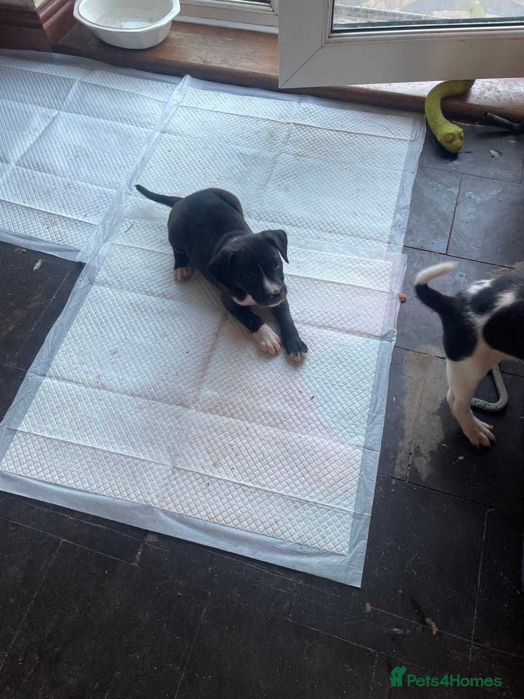 Mixed Breed dogs for sale: Aussie shepherd/staffy - Image 3