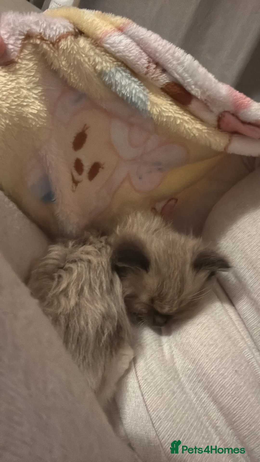 Ragdoll cats for sale: Ragdoll girl - Advert 2