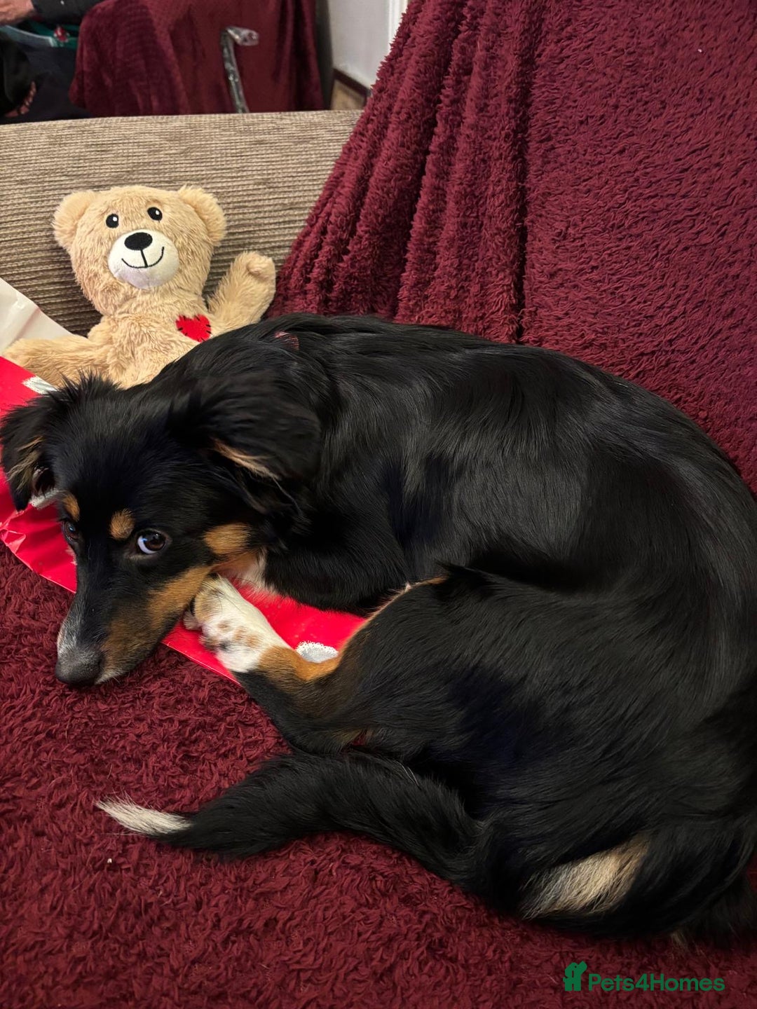 Mixed Breed dogs for adoption: Lorry  - Advert 5