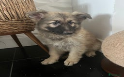 German Shepherd dogs for sale: German shepherd pups silver sable black/tan black  - Image 9