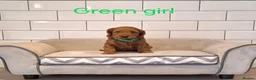 Cockapoo dogs for sale: F1 Cockapoo puppies in Pencader - Advert 4
