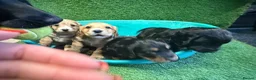 Cocker Spaniel dogs for sale: 1 puppy remaining cocker spaniels ready 07/05 - Advert 20