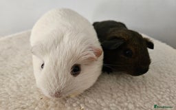Guinea Pig rodents for sale: Lots of gorgeous boy guinea pigs in Faringdon - Image 4