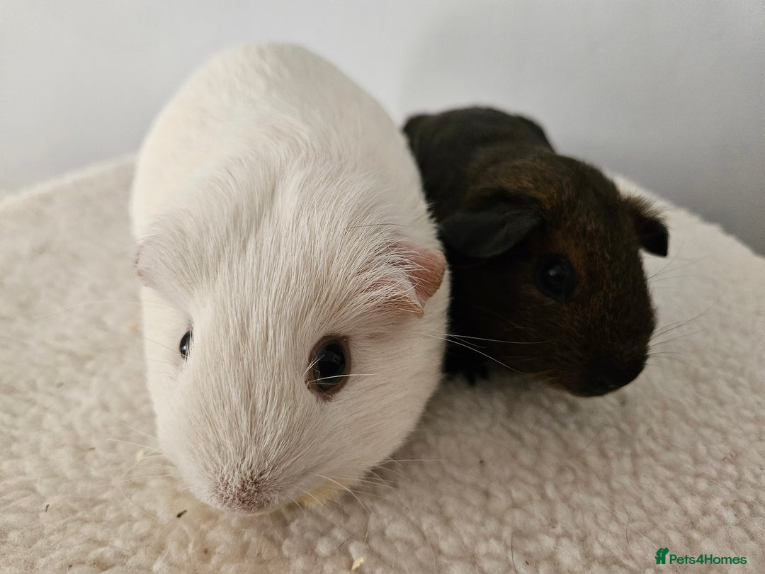 Guinea Pig rodents for sale: Lots of gorgeous boy guinea pigs in Faringdon - Image 4