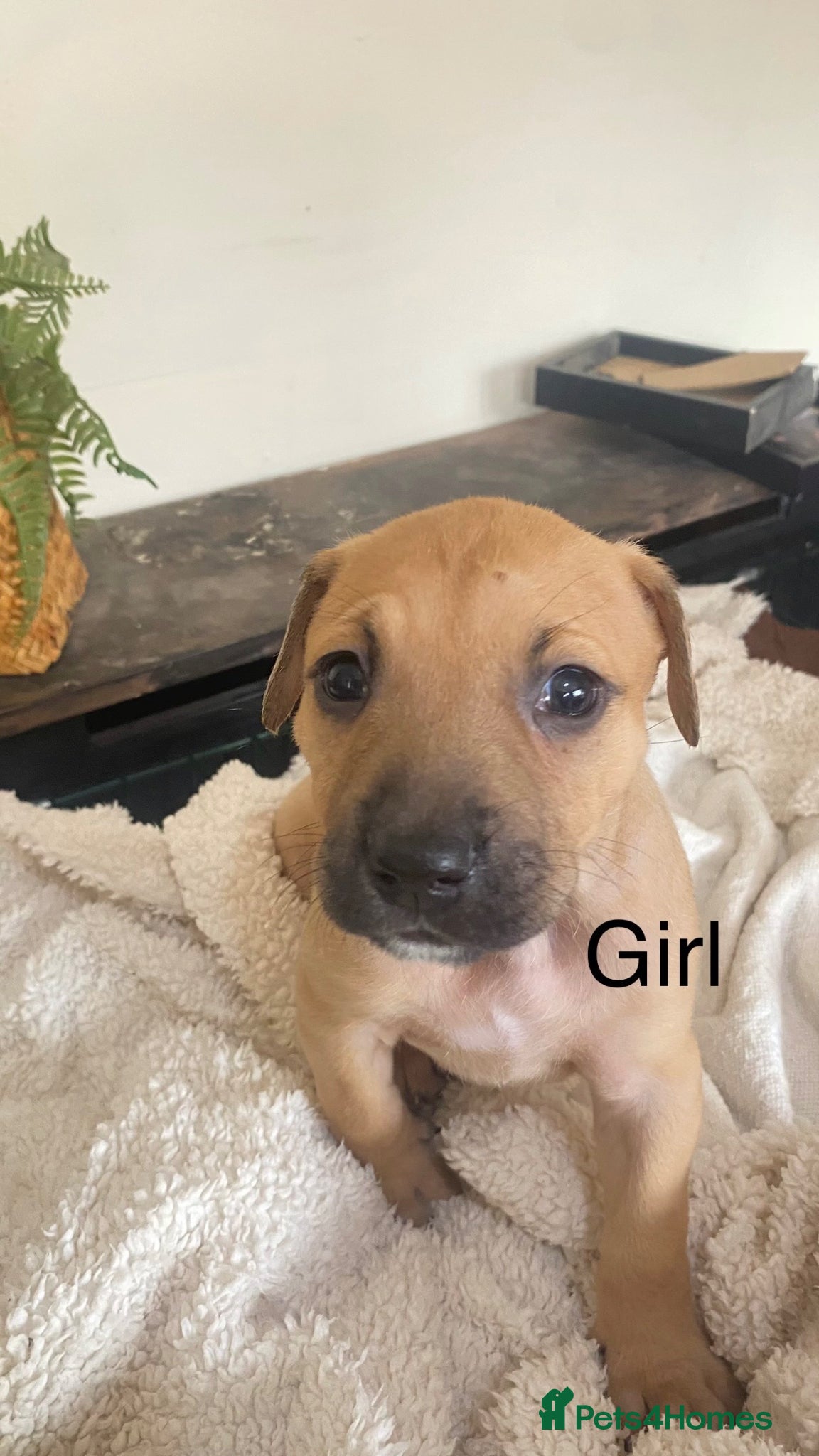 Staffordshire Bull Terrier dogs Bull, bull cross bull lurcher - Advert 8