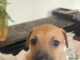 Staffordshire Bull Terrier dogs Bull, bull cross bull lurcher - Advert 8