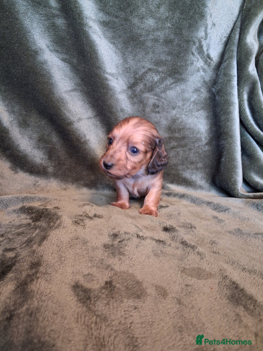 Miniature Dachshund dogs for sale: KC LONGHAIRED MINIATURE DACHSHUNDS  - Image 24