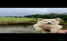 German Shepherd dogs for sale: German shepherd puppies  - Image 5