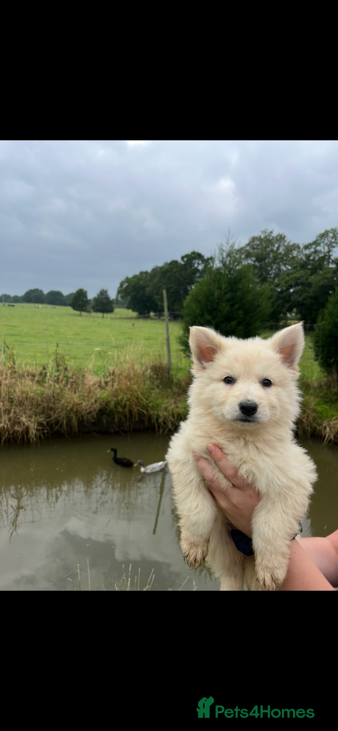 German Shepherd dogs for sale: German shepherd puppies  - Image 5