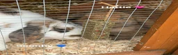 Mini Lop rabbits for sale: Rabbits looking for loving homes! - Advert 2