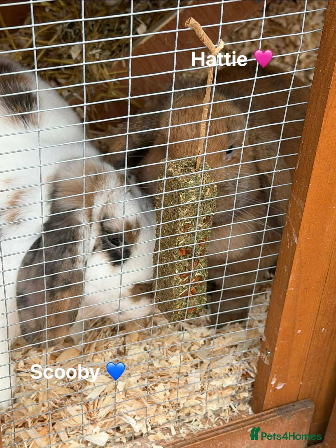 Mini Lop rabbits for sale: Rabbits looking for loving homes! - Advert 2