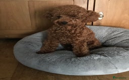 Toy Poodle dogs for stud: Proven red toy poodle For stud  ( Health tested )  in Rotherham - Image 3