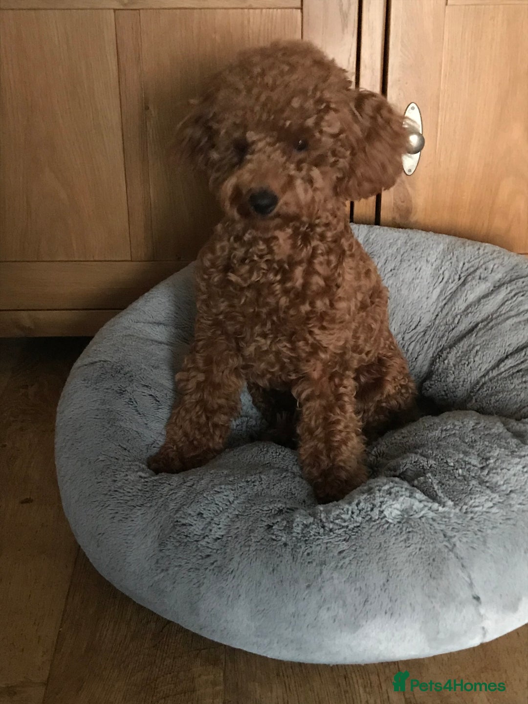 Toy Poodle dogs for stud: Proven red toy poodle For stud  ( Health tested )  in Rotherham - Image 3