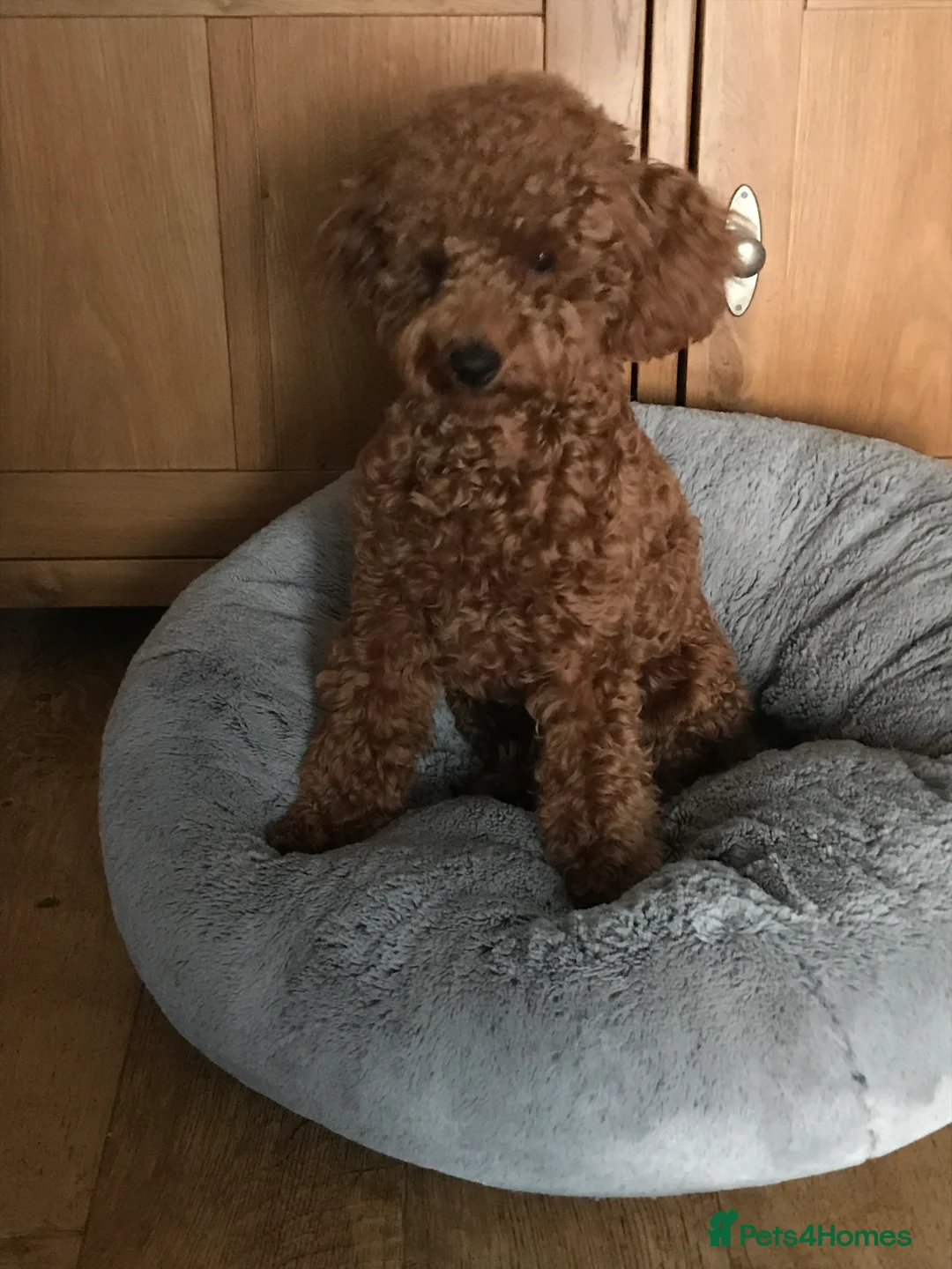 Toy Poodle dogs for stud: Proven red toy poodle For stud  ( Health tested )  in Rotherham - Advert 4