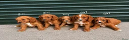 Cavapoo dogs for sale: F1 type Fox red & white Cavapoo Puppies  - Advert 5