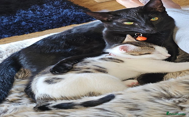 Mixed Breed cats - Advert 1