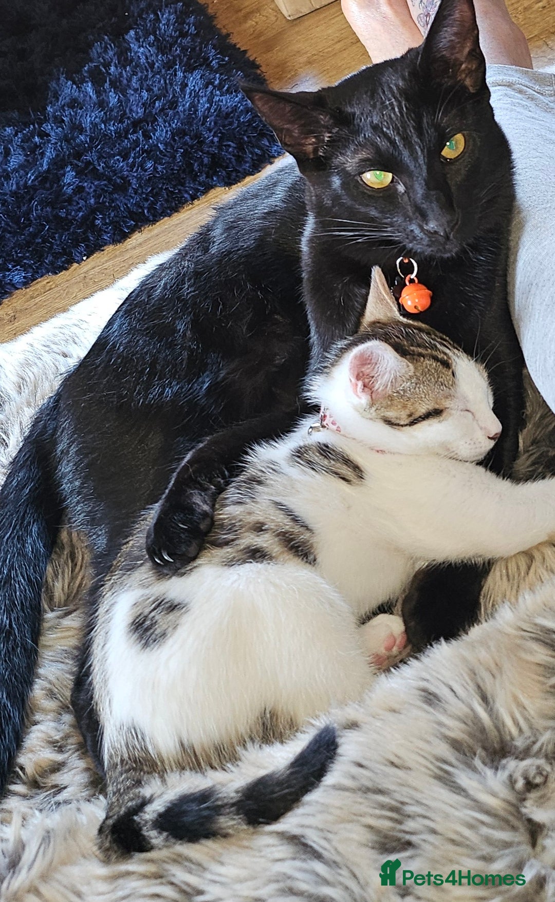 Mixed Breed cats for sale: Two cats for sale - Image 1