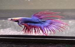 Bettas fish for sale: Broadheath Bettas  - Advert 3