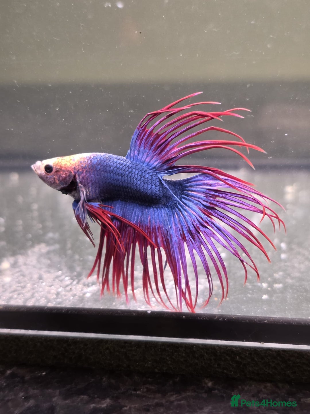 Bettas fish for sale: Broadheath Bettas  - Advert 3