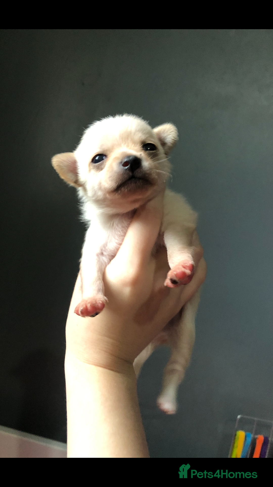 Pomchi dogs for sale: 🐾MALE POMCHI PUPPIES🐾 - Advert 29