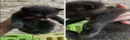 Mixed Breed cats for sale: Cute baby kittens in Falkirk - Advert 2