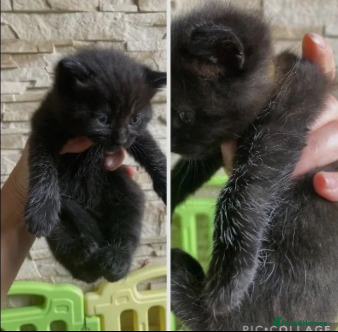 Mixed Breed cats for sale: Cute baby kittens in Falkirk - Advert 2