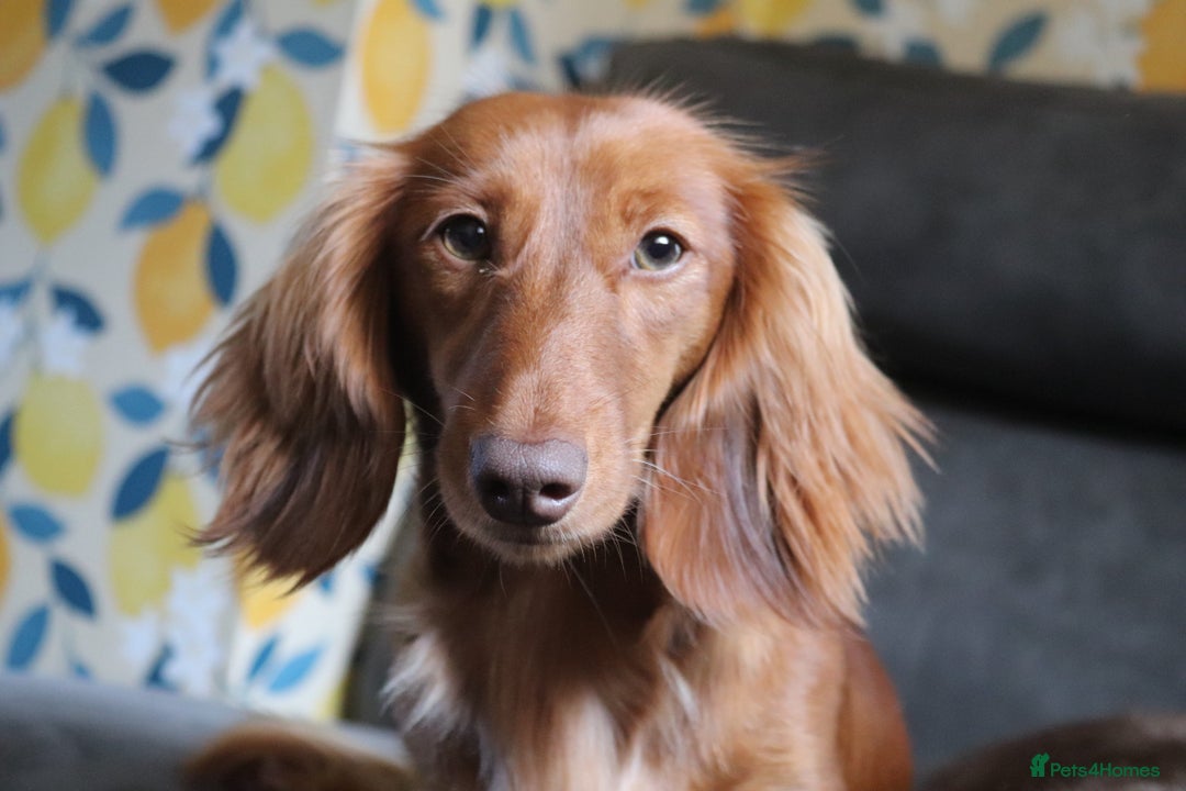 Miniature Dachshund dogs for sale: Mini longhaired dachshunds❤️ - Image 7