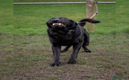 German Shepherd dogs for sale: Urgent rehome, need new home by 13th August  - Image 2