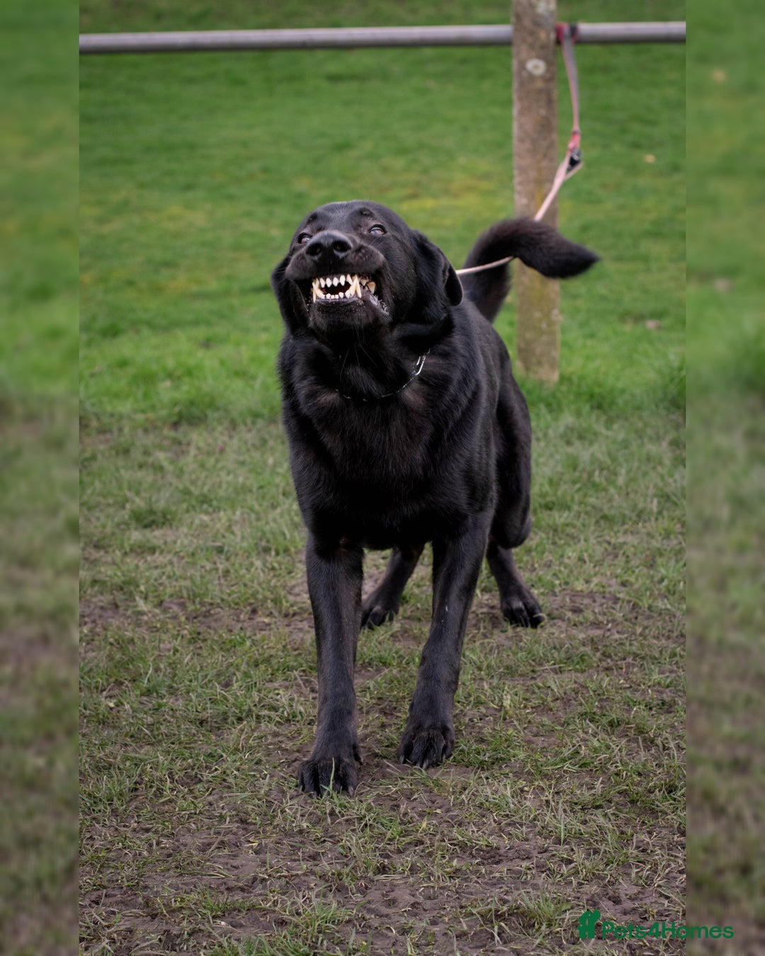 German Shepherd dogs for sale: Urgent rehome, need new home by 13th August  - Image 2