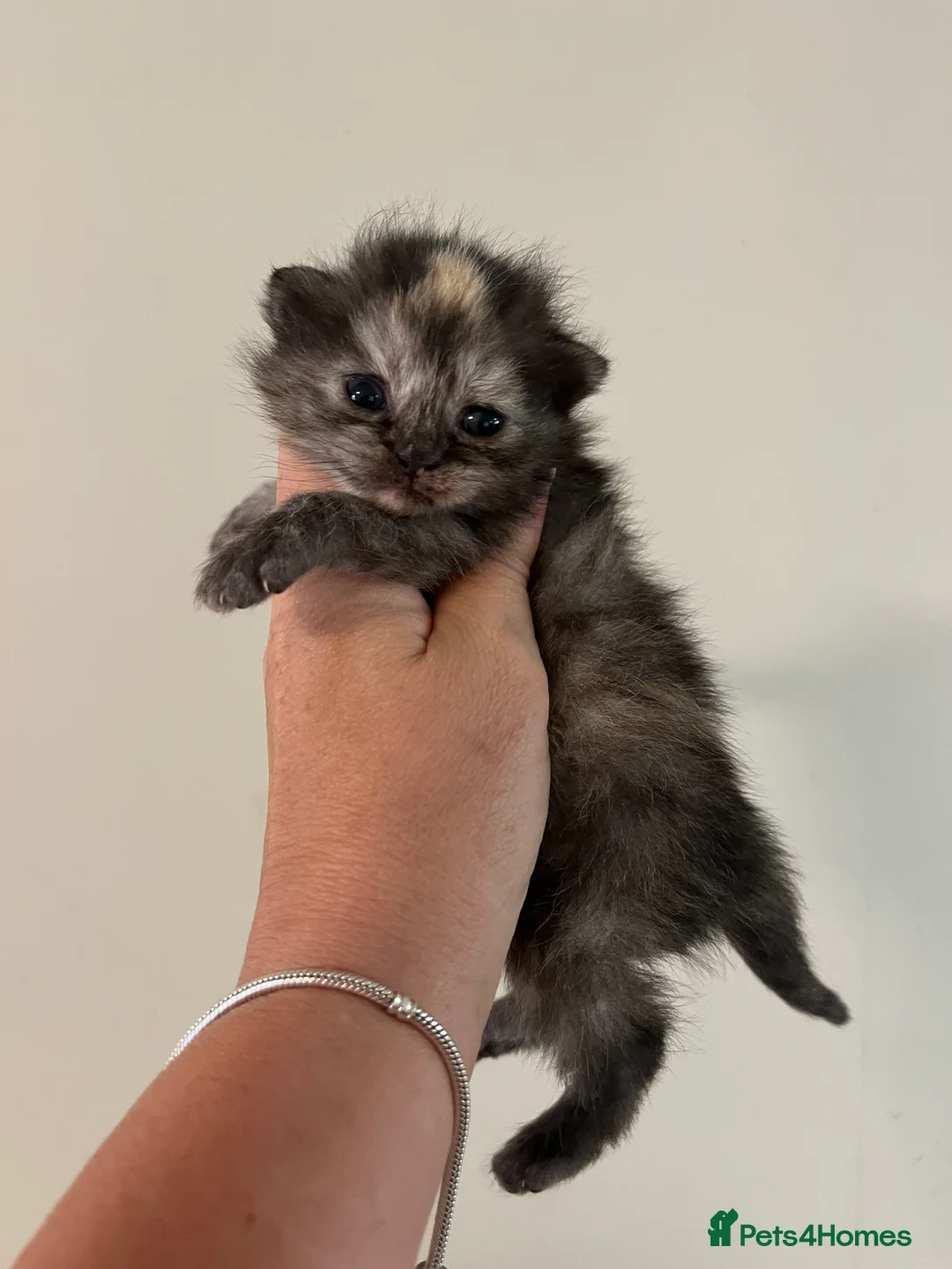 Maine Coon cats for sale: Maine coon kittens  - Advert 2