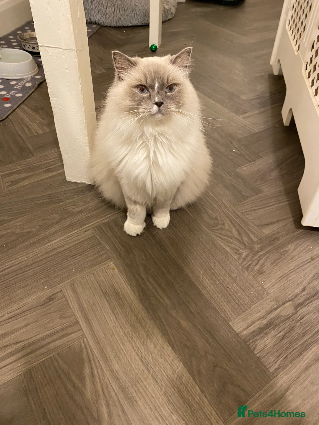 Ragdoll cats for sale: Gccf ragdoll male - Advert 6