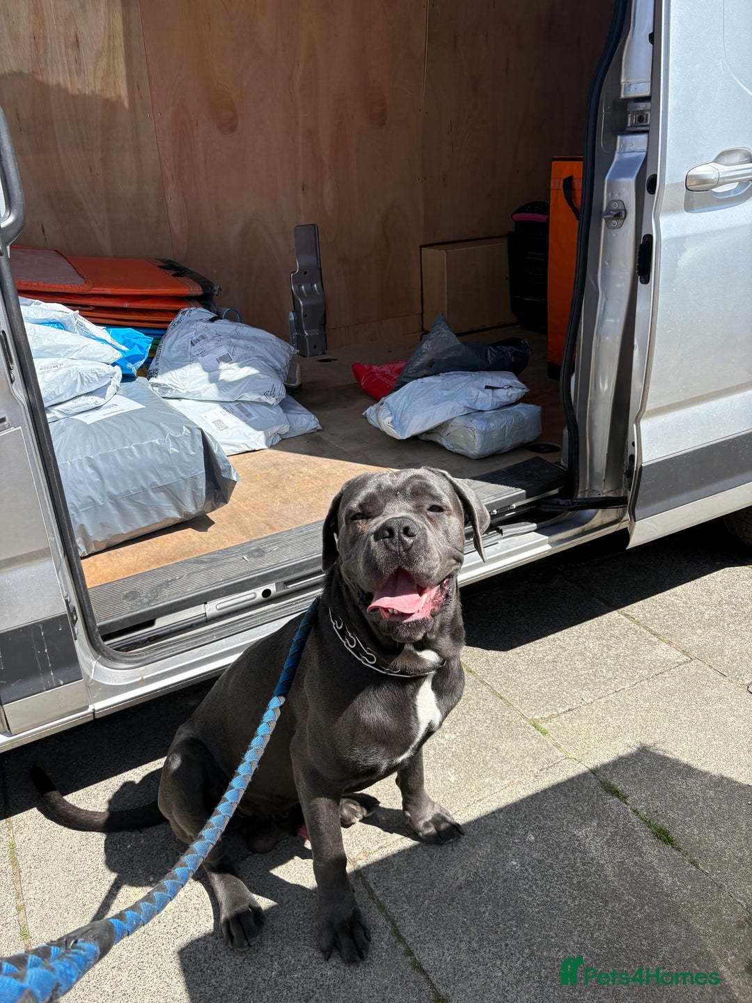 Cane Corso dogs for sale: Stunning Pedigree Cane Corso - Image 3