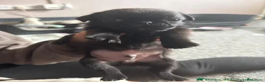 Pug 3