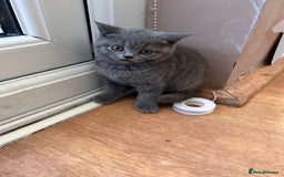 British Shorthair cats for sale: 2 Beautiful British ShortHair  - Image 9