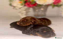 Cocker Spaniel dogs for sale: 🐶🐾beautiful show cocker spaniel puppy’s 🐶🐾 - Image 22