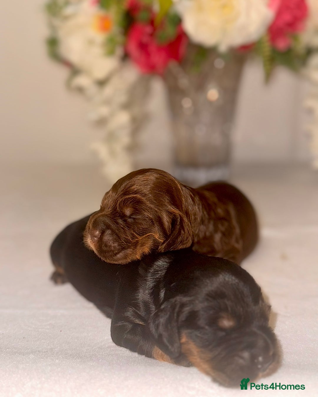 Cocker Spaniel dogs for sale: 🐶🐾beautiful show cocker spaniel puppy’s 🐶🐾 - Image 22