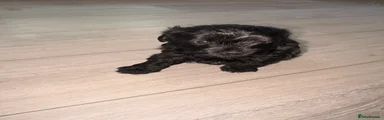 Mixed Breed Puppy 3