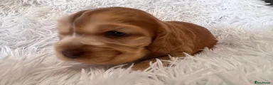 Cocker Spaniel 2