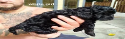 Cockapoo dogs for sale: Don't miss out just three looking for loving homes - Advert 24