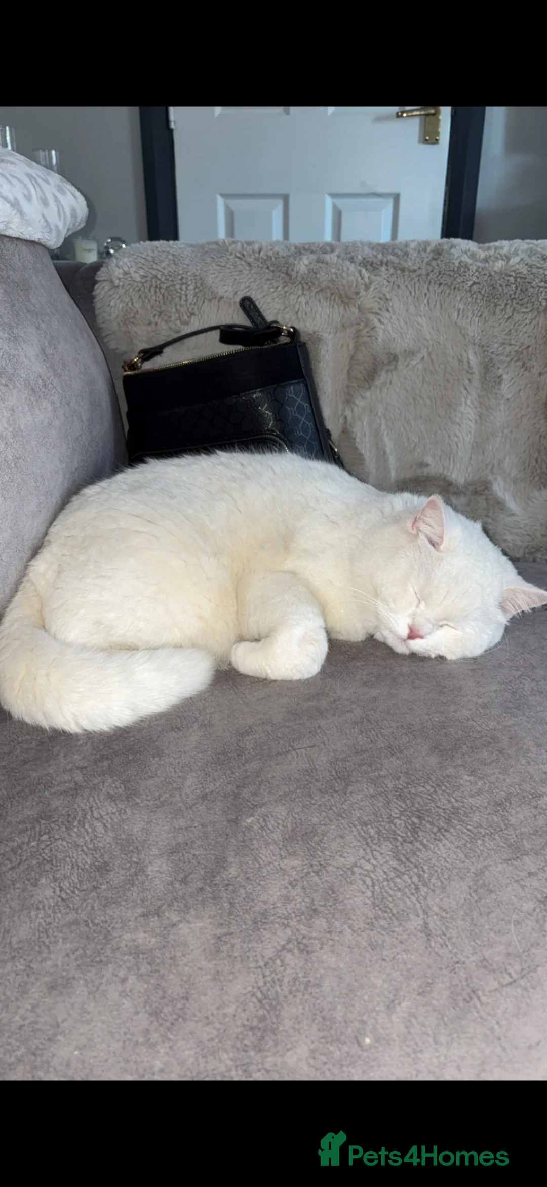British Shorthair cats for sale: White British shorthaired male  - Advert 3