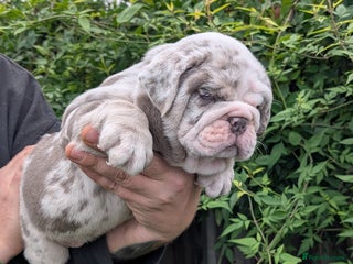English Bulldog dogs for sale: English Bulldog Puppies - Advert 1