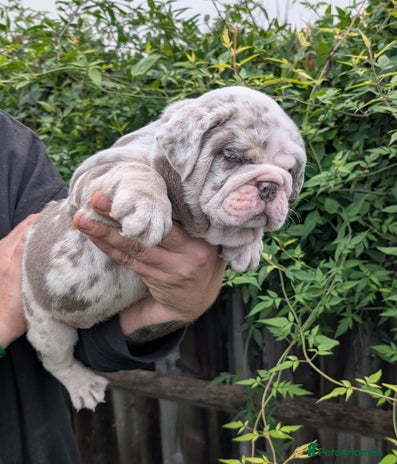 English Bulldog dogs English Bulldog Puppies - Advert 1