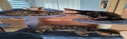 Bengal cats for sale: Bengal Kittens  - Advert 6
